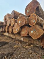 Ekop Beli Timber Wood Logs