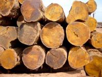Bilinga Round Wood Logs