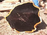 Ebony (black Ebony) Wood Logs