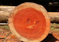 Padauk Wood Log 