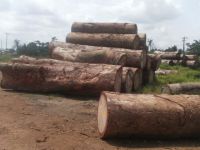 Timber Logs