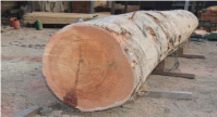 https://www.tradekey.com/product_view/Meranti-Hardwood-Timber-Log-9627365.html