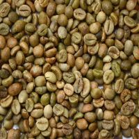 Green Robusta Coffee Beans