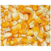 Dry Yellow Maize