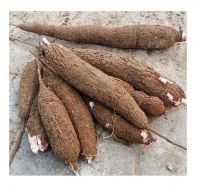 https://es.tradekey.com/product_view/Fresh-Cassava-9628021.html