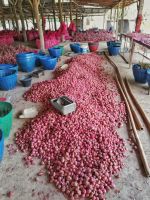 https://www.tradekey.com/product_view/African-Fresh-Red-Onion-9627869.html