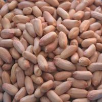 Raw Groundnuts Kernel