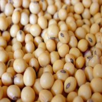 Yellow Soya Bean/Soya Beans