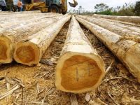 African Teak Wood logs