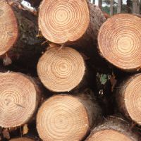 Pine Round Wood Logs