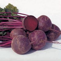 https://www.tradekey.com/product_view/Beet-Roots-Seeds-9629237.html
