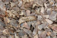 Sun Dried Raw Pangolin Scales