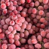 https://ar.tradekey.com/product_view/Fresh-amp-Sweet-Red-Grapes-9629347.html