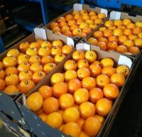 Fresh Valencia Oranges