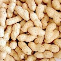 Raw Groundnuts In Shell