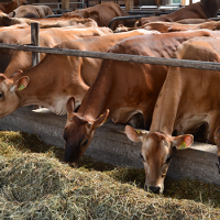 Holstein Friesian and Jersey Cows