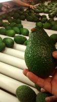 ORGANIC FRESH HASS AVOCADO