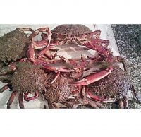 crab alive