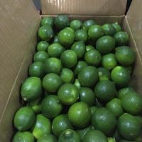 Montale Farm Directly Supply Fresh Fruit Lime Organic Lemon