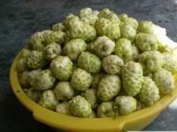 Dried Fruits of Morinda Citrifolia