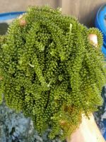 HIGH QUALITY NATURAL SEA GRAPE, GREEN CAVIAR FOR SUPPLEMENT /