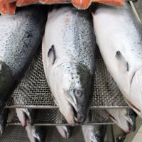 Frozen Salmon Fish For Sale