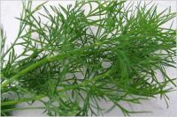 Dill Tip