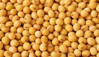 SOY BEANS