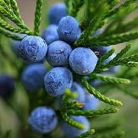 Juniper berries