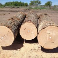 Oak logs