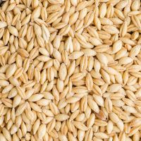 BARLEY GRAIN