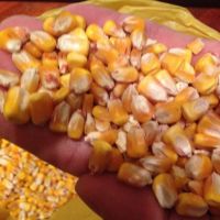 white and yellow corn/maize