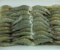 Hot Sale 15% OFF Guarantee Frozen Giant River Shrimp 900gr