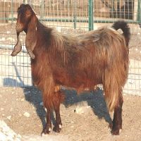 Alive healthy Damascus and Cyprus Shami Goats for sale with best prices