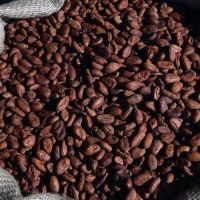 cocoa powder