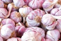 Garlic, Welsh Onion, Chinese Onion