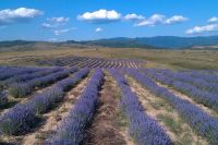 bio lavender oil