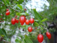 Wolfberry Extract
