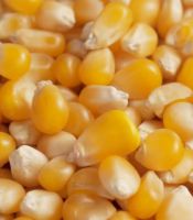 Grain: yellow corn