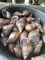Dried Snails