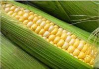 High Quality protein Maize