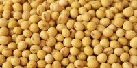 Soybeans