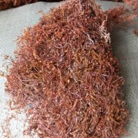 Dried Sargassum Seaweed for Animal Feeds and Fertilizer