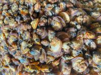 Dried Sea snail