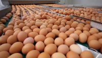 Chicken Eggs Ostrich Eggs, Chicken Eggs, Turkey Eggs Fresh Table Eggs Brown And White Farm Fresh Chicken Eggs