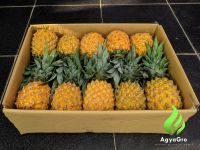 Fresh Pineapples Fruits