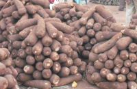 Yam Tubers