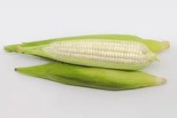 maize corn