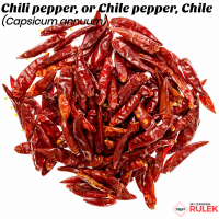 Hot Chilli Pepper