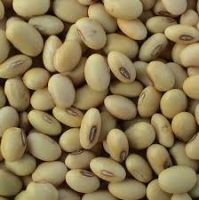 SOYABEAN